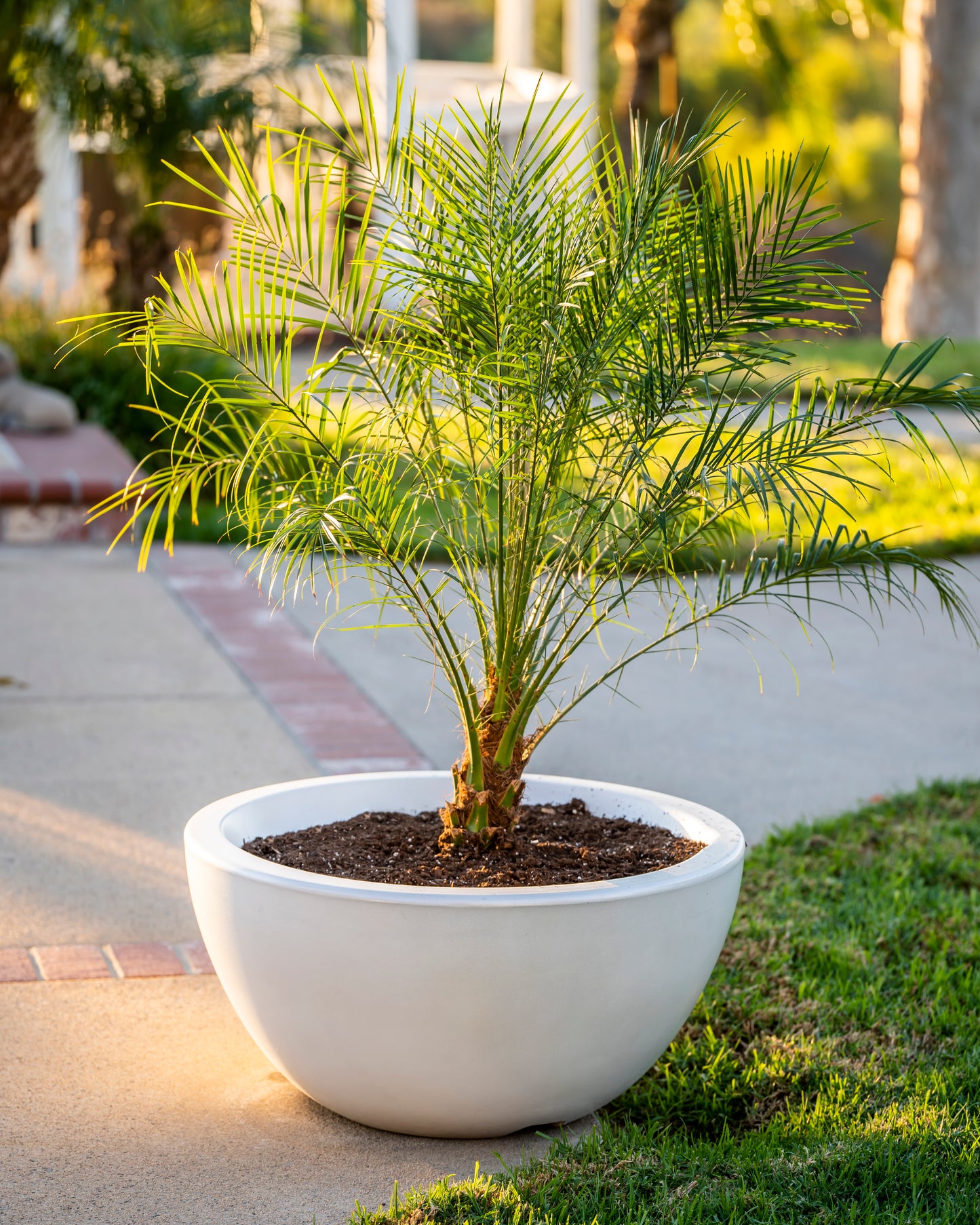 The Outdoor Plus Luna Concrete Planter Bowl